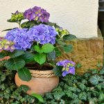 Potted flowers